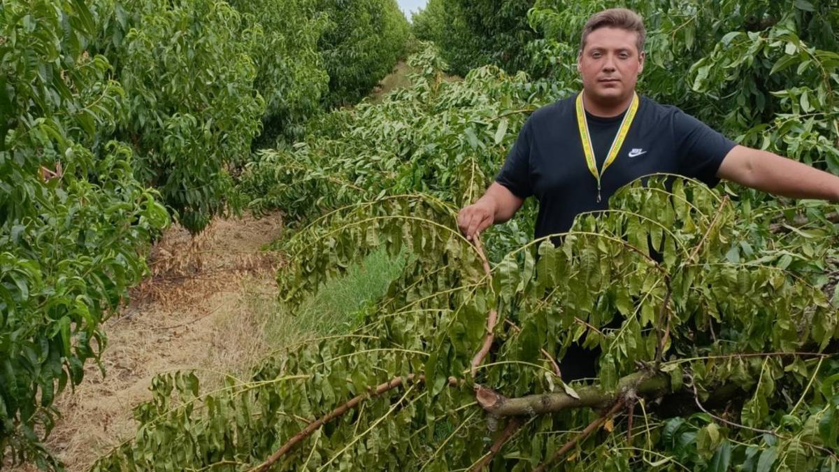 Forlì, dopo il fortunale ho dovuto espiantare l'antico pescheto di mio nonno