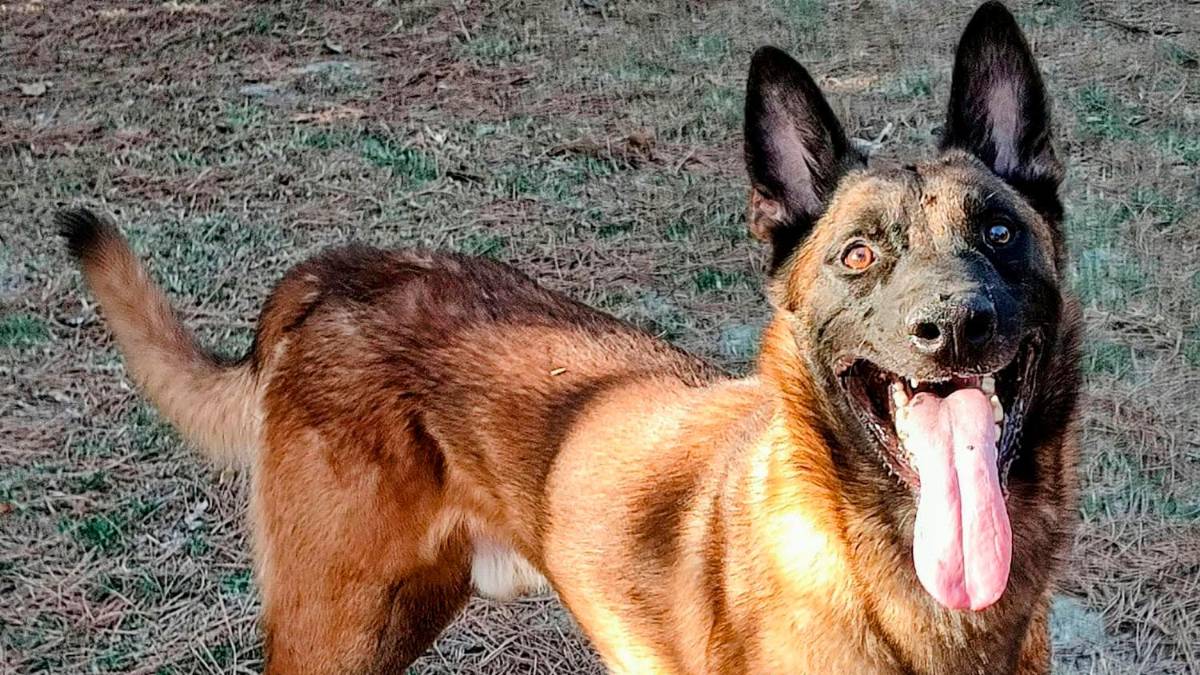 Brisighella, nel casolare di Marzeno nasce l’Accademia del Cane: “La passione diventa lavoro”