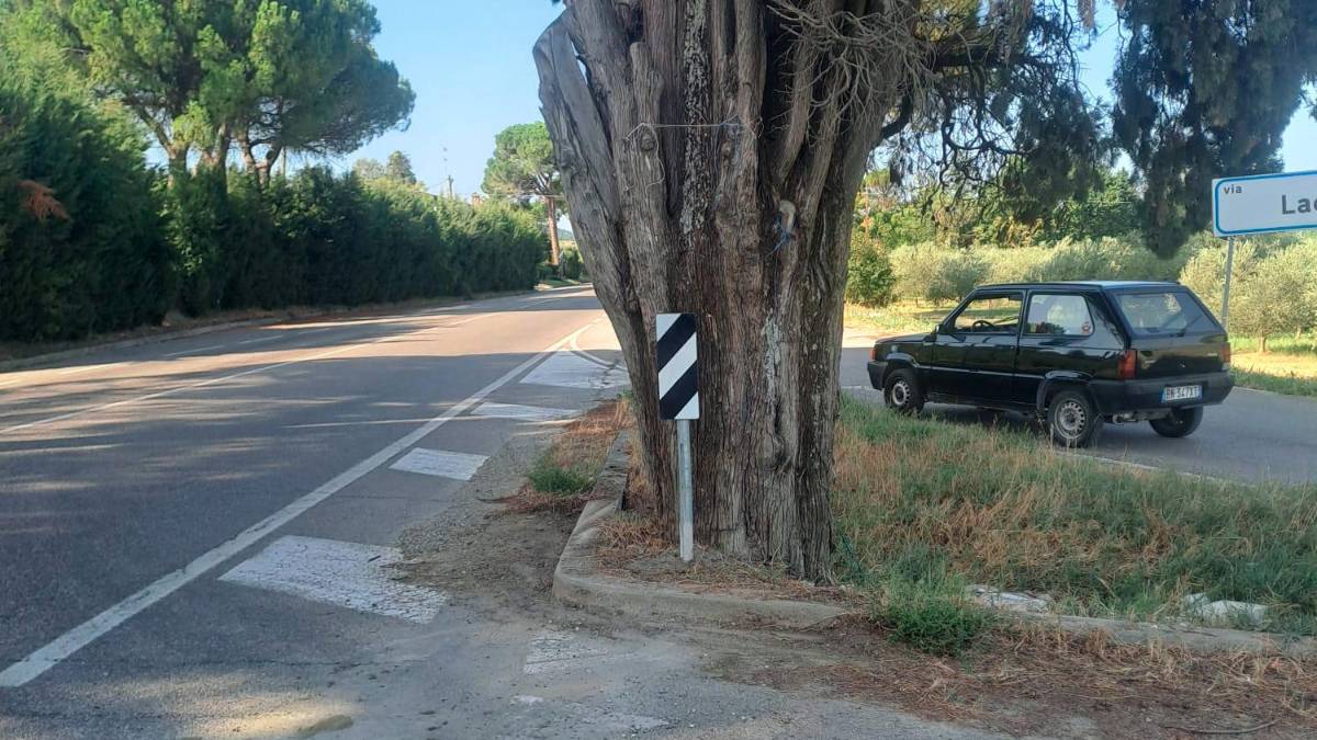 Ai piedi del cipresso secolare è stato montato il cartello di pericolo