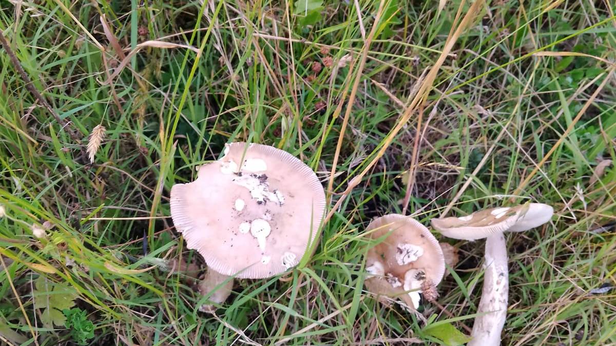 Funghi tossici, pazienti in pronto soccorso. Ausl Romagna riapre gli sportelli micologici