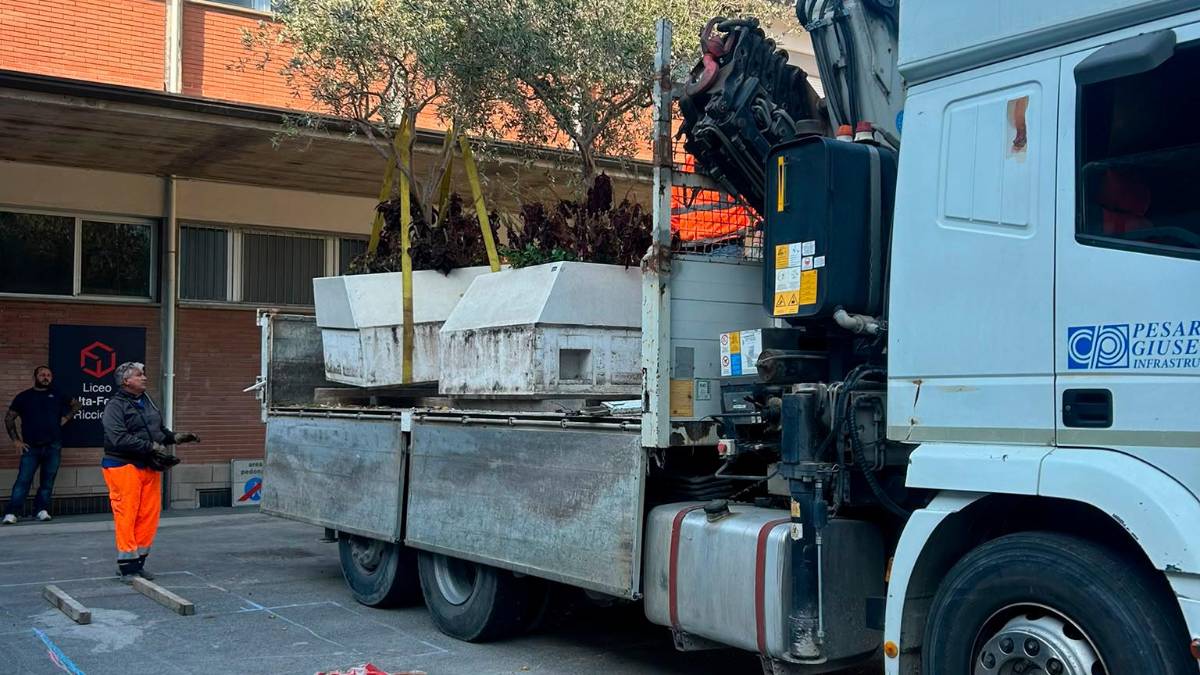 Riccione, i sedici ulivi di Corso Cervi traslocano nel cortile delle scuole Volta-Fellini e Savioli