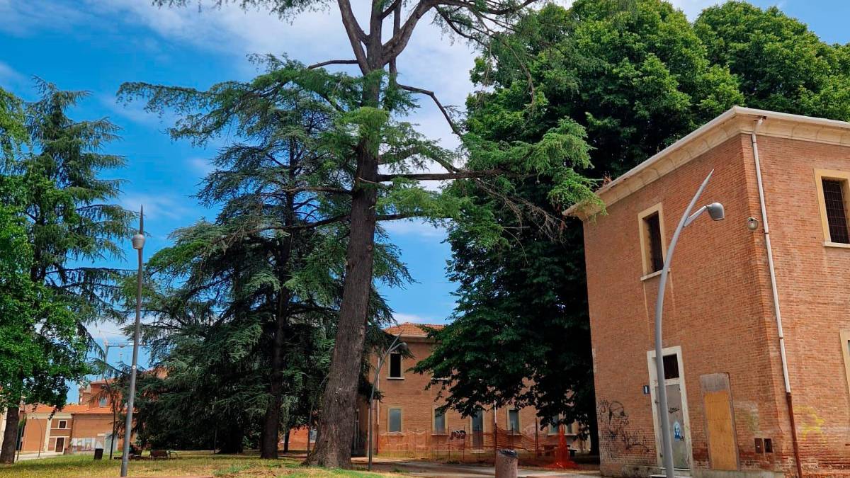 Imola, il Comune abbatterà 13 alberi: saranno sostituiti entro primavera