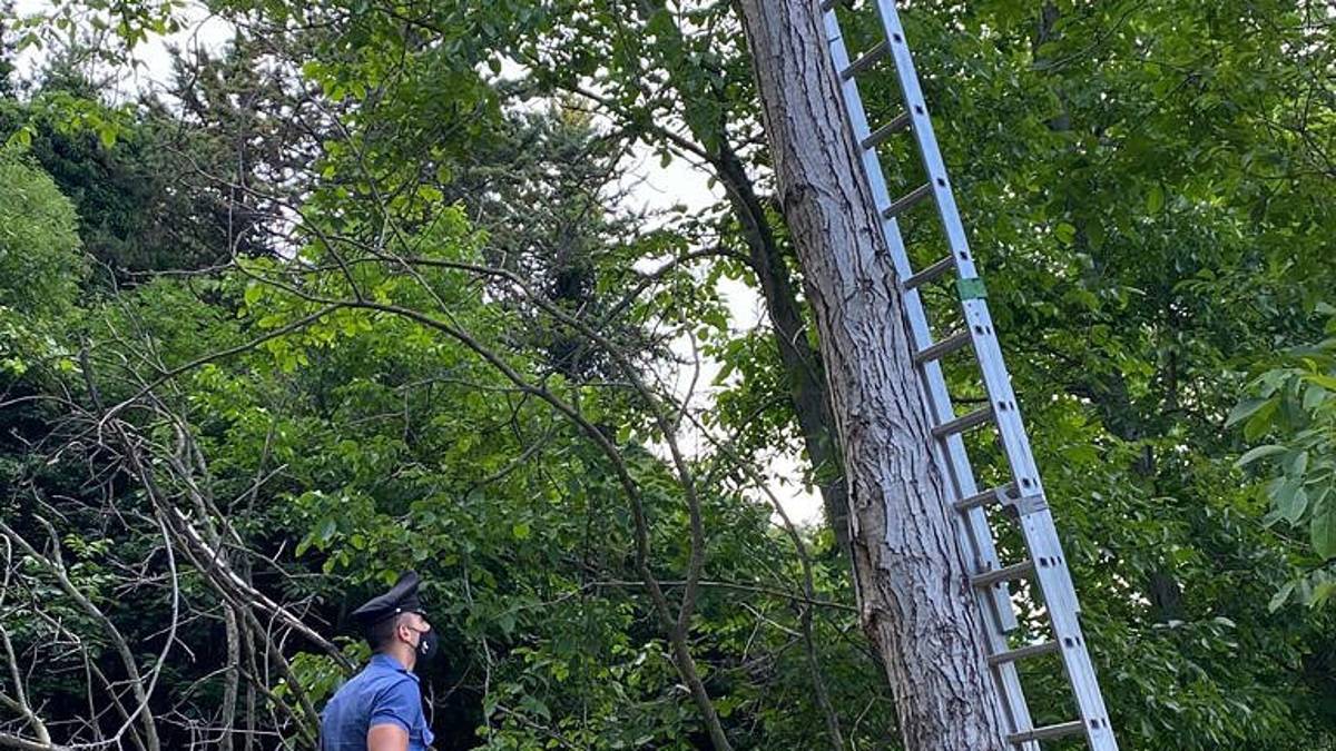 Cusercoli, cade dall'alto mentre pota un albero e muore