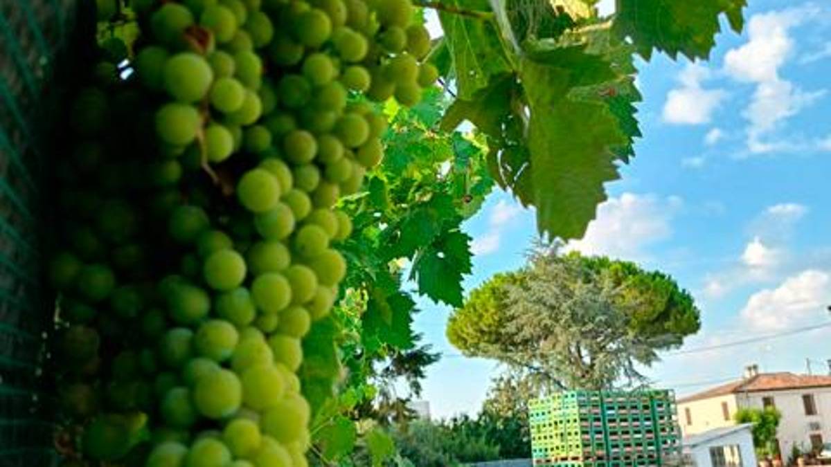 Vendemmia alla Casa vinicola Battistini