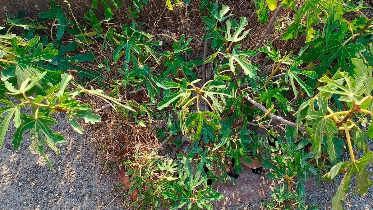 Lugo, ancora piante che crescono dai tombini: «Pericolose per il deflusso delle acque»