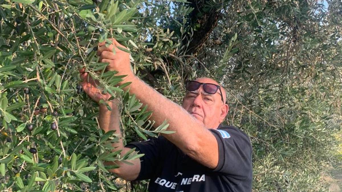 Forlì. Crescono gli ettari di olivi, la scommessa vinta di Tumidei: da 23 a 15mila piante