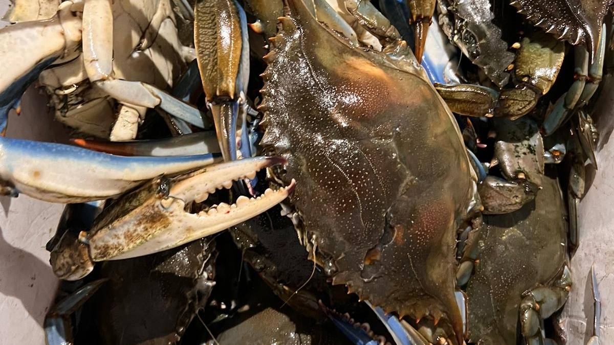 Cesenatico: il granchio blu ha colonizzato il porto e la Vena Mazzarini