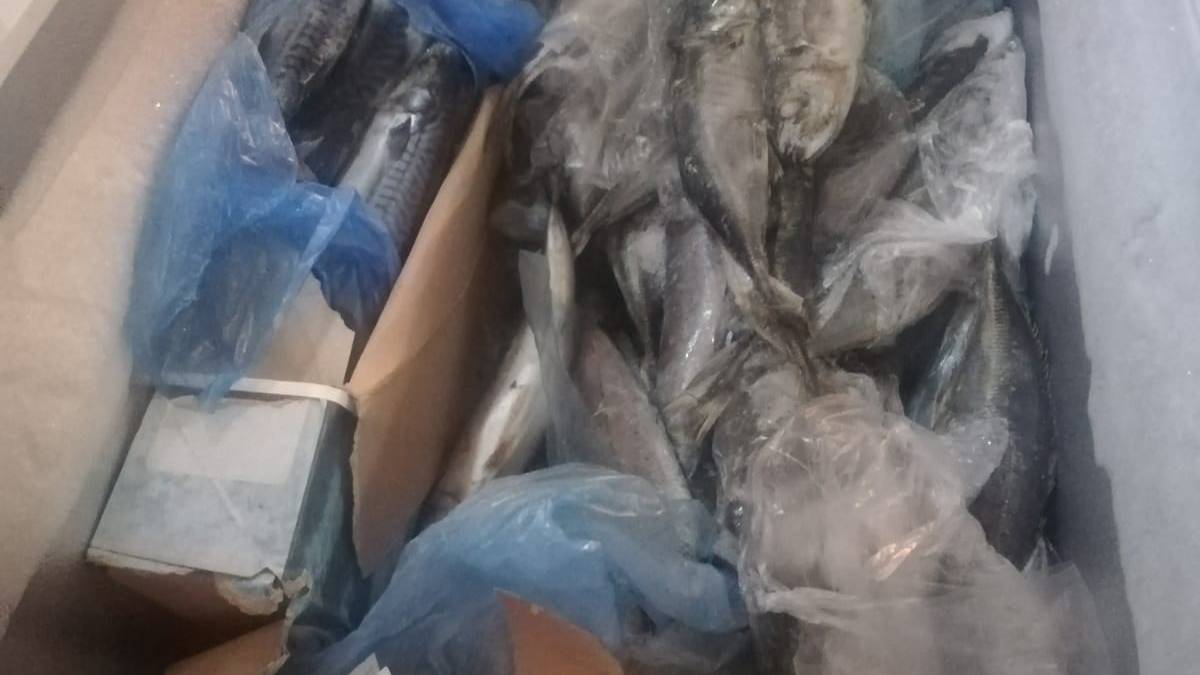 Faenza, vendevano carne e pesce senza permessi