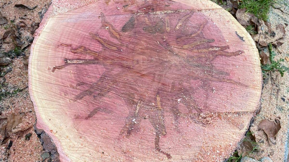 Dieci alberi da abbattere in alcune zone di Cesena