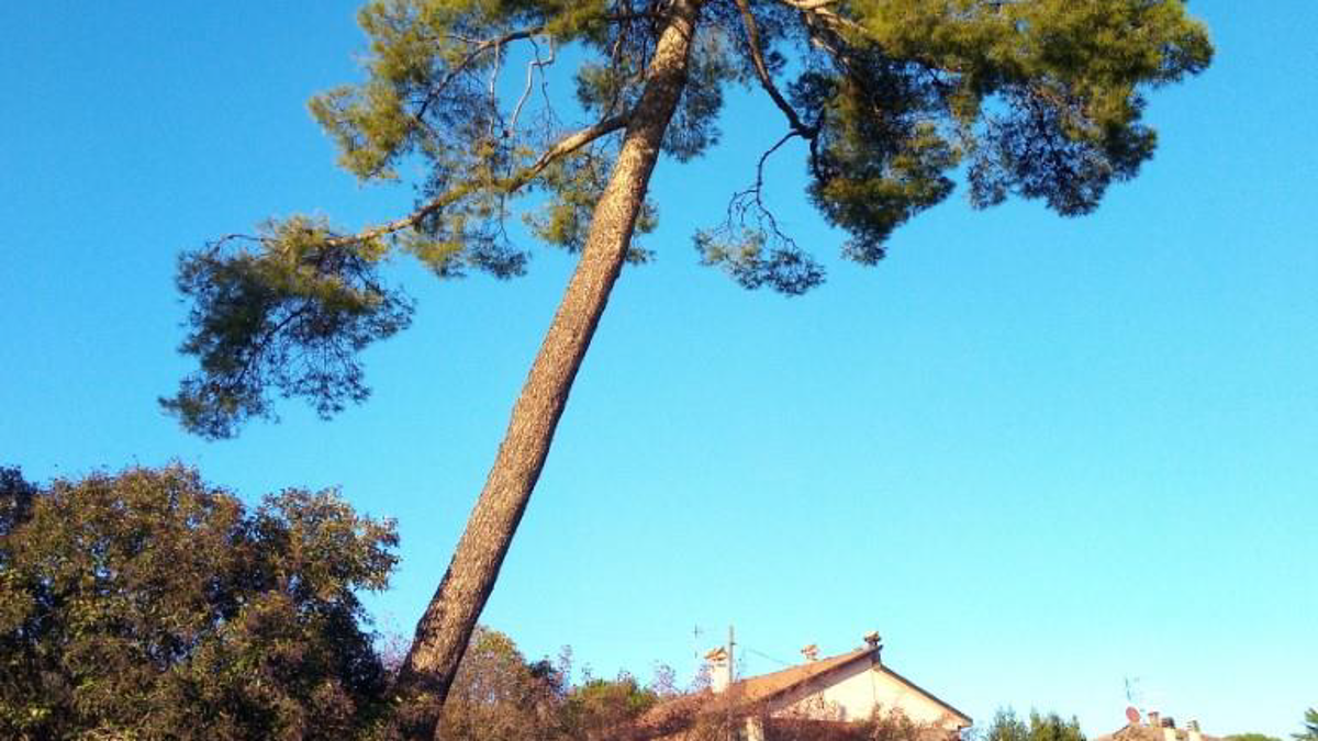 Brisighella, 31 alberi da abbattere
