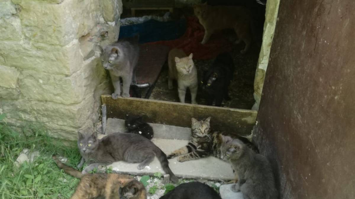 Teneva decine di cani e gatti senza cibo e tra gli escrementi: denunciata