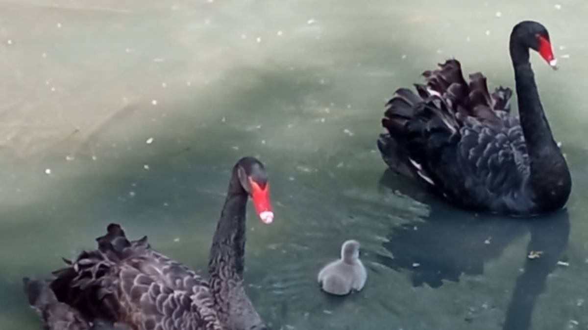 Nato a Cotignola un cigno nero. Enpa di Lugo: evento raro