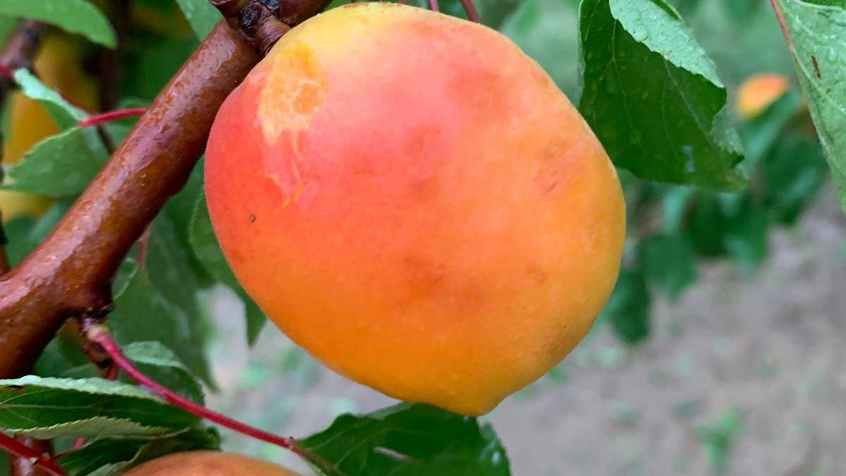 Cesena, la grandine annienta i raccolti di pesche e albicocche