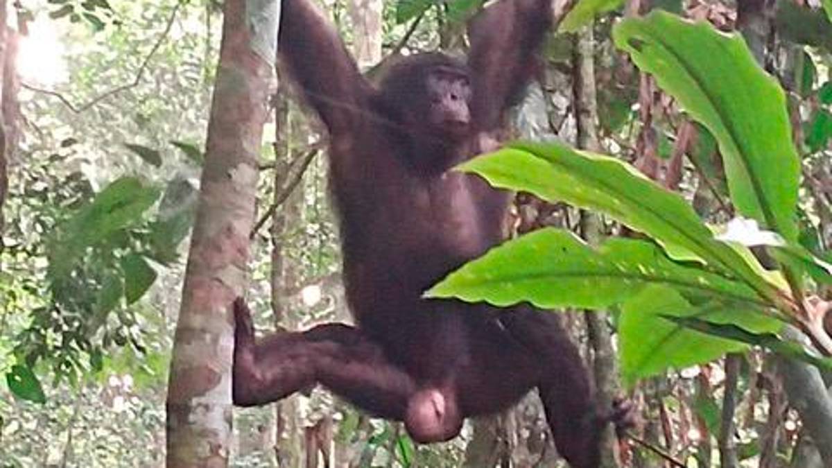 Riccione. Nella foresta del Congo a seguire i bonobo: «A parte l’ebola, ho affrontato di tutto»