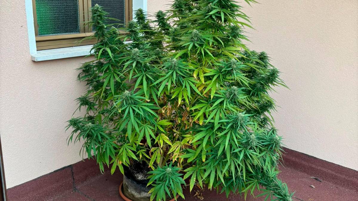 Rimini, la Polizia Locale simula la consegna di un pacco e arresta il coltivatore di marijuana