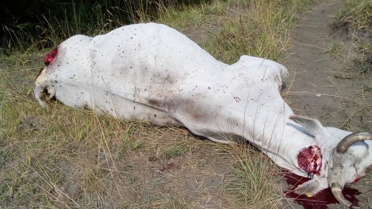 Rimini, allarme lupi da Coldiretti: sbranate mucche, capre e pecore