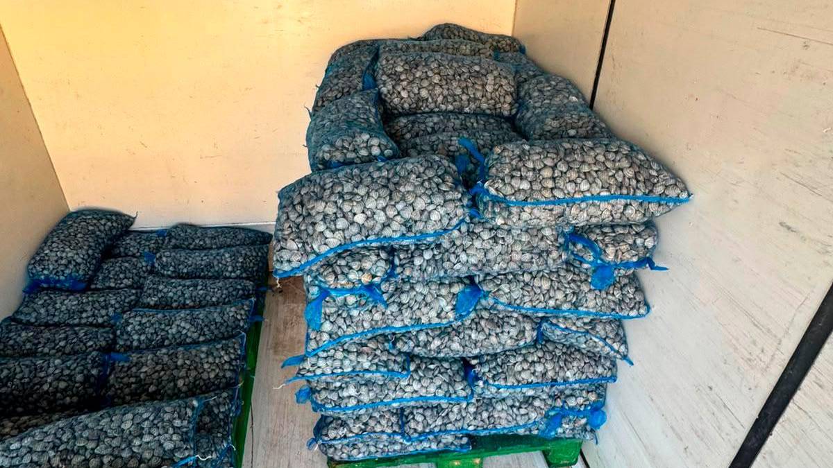 Cesenatico, 1,5 tonnellate di vongole sequestrate e rigettate in mare