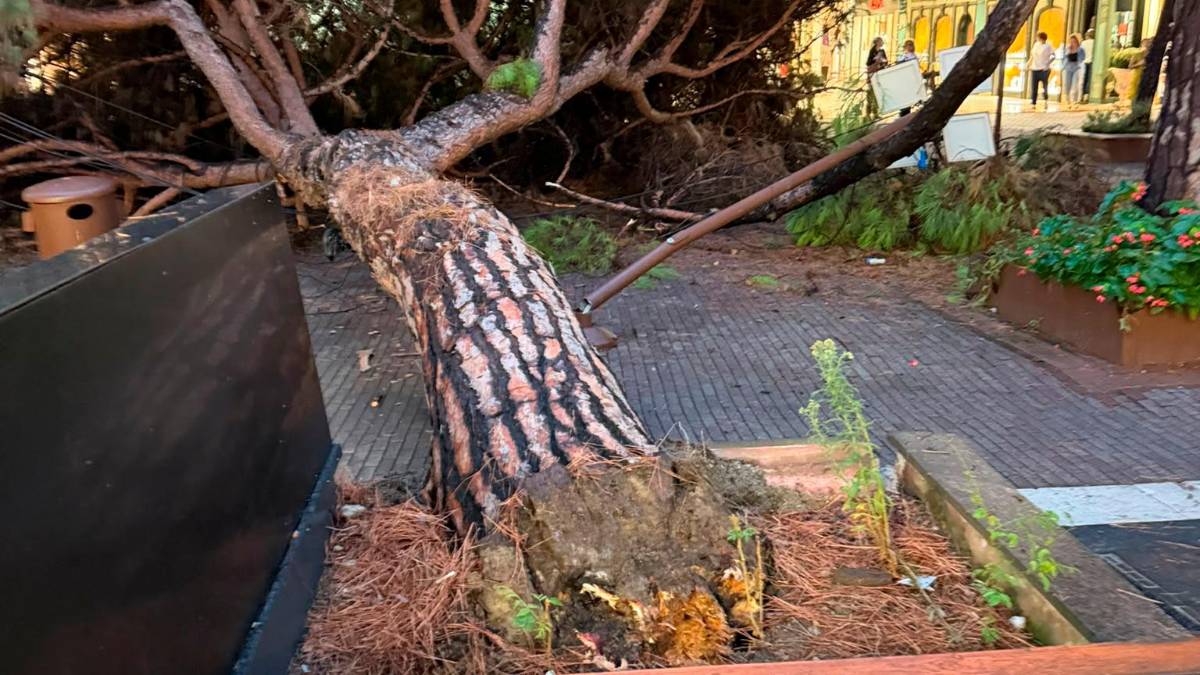 Riccione, crolla un pino in viale Ceccarini, persone in salvo grazie all’intervento delle commesse