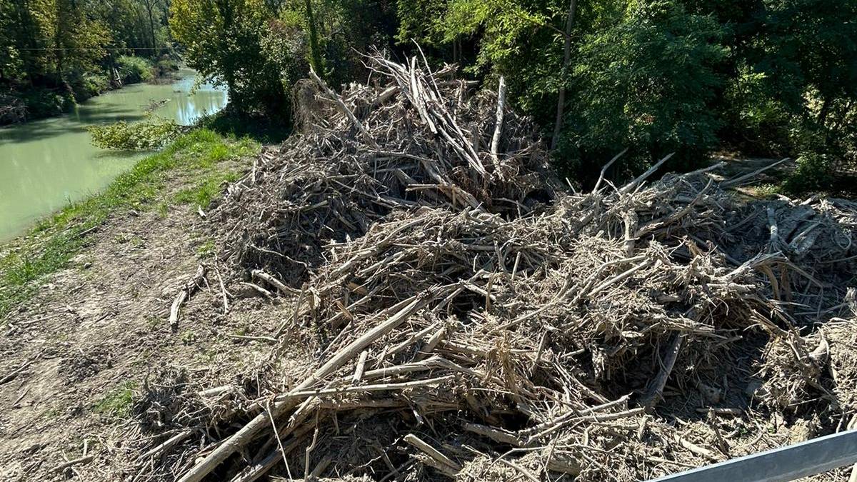 Meldola, cumuli di vegetazione in un tratto del Bidente: la denuncia della Lega