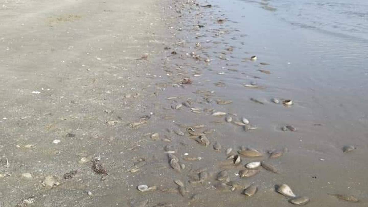 Moria di pesci a Cesenatico per mancanza di ossigeno in acqua