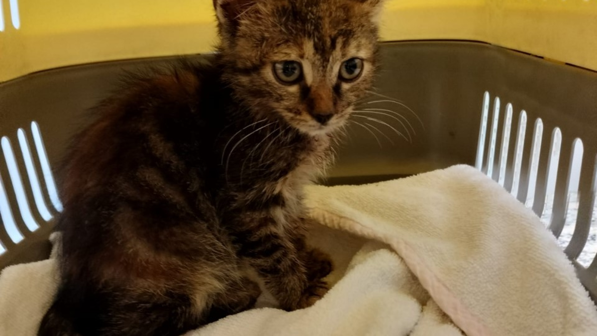 Faenza, spara a un cucciolo di gatto con un fucile ad aria compressa: Aiutateci a scoprire chi è stato