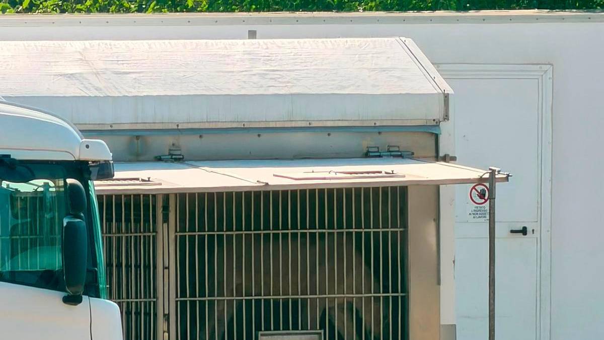Rimini, il coordinamento contro il ritorno del circo Orfei