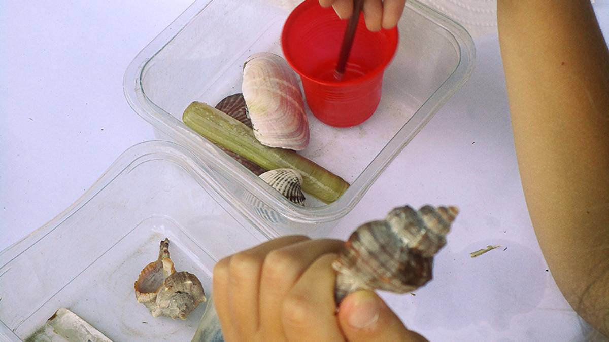 Venerdì a Lido di Classe il laboratorio Conchigliamo