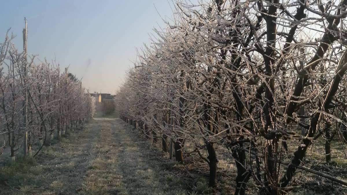 Meteo pazzo: da -3° a +18° in poche ore. I consorzi in difesa dell'agricoltura