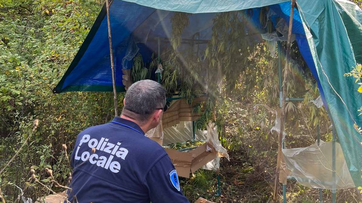 Borghi, coltivava due chili di marijuana: scatta la denuncia per un 27enne