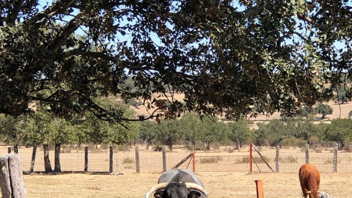 Anziano incornato da un toro a Sogliano al Rubicone