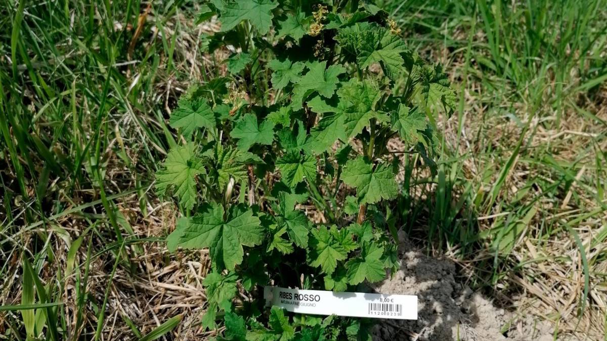 Benvenuti nella Food Forest, la foresta che si mangia a Santa Sofia VIDEO GALLERY