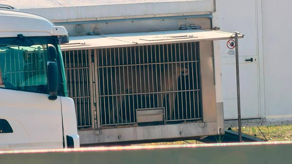 Rimini, il coordinamento contro il ritorno del circo Orfei
