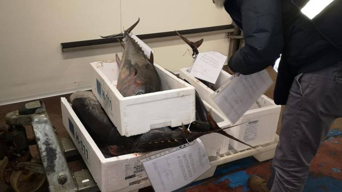 Pesca, multe per decine di migliaia di euro e sequestri di pesce