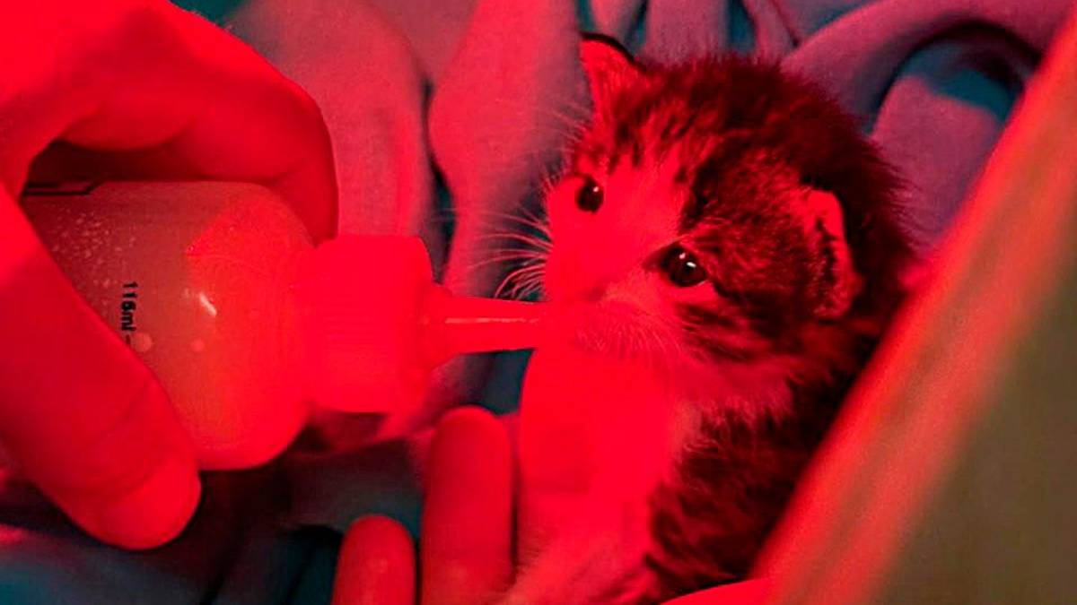 Un gattino di pochi giorni accudito da una volontaria