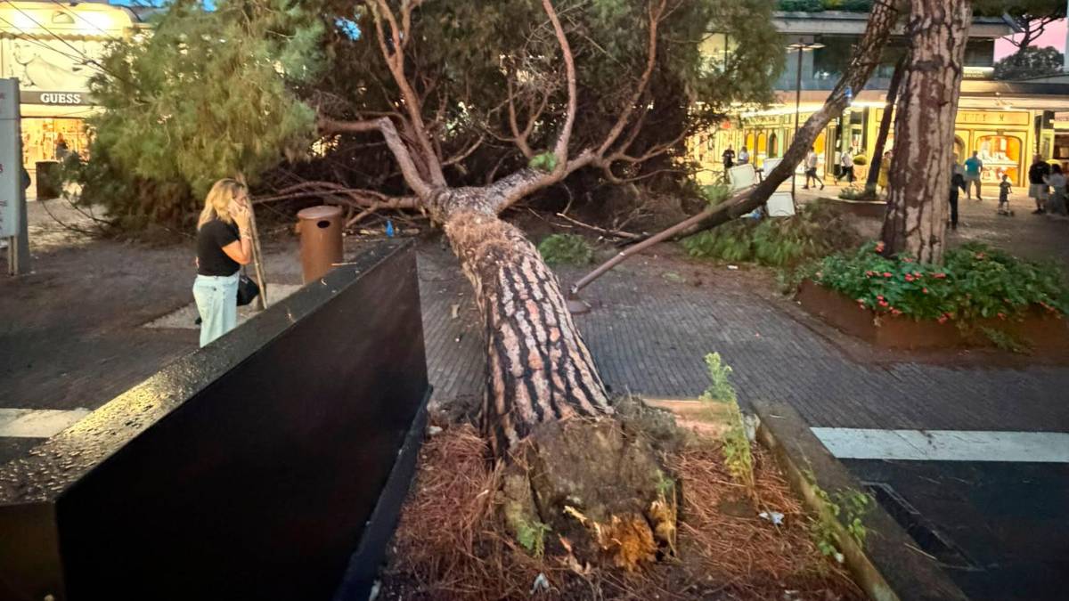 Riccione, crolla un pino in viale Ceccarini, persone in salvo grazie all’intervento delle commesse