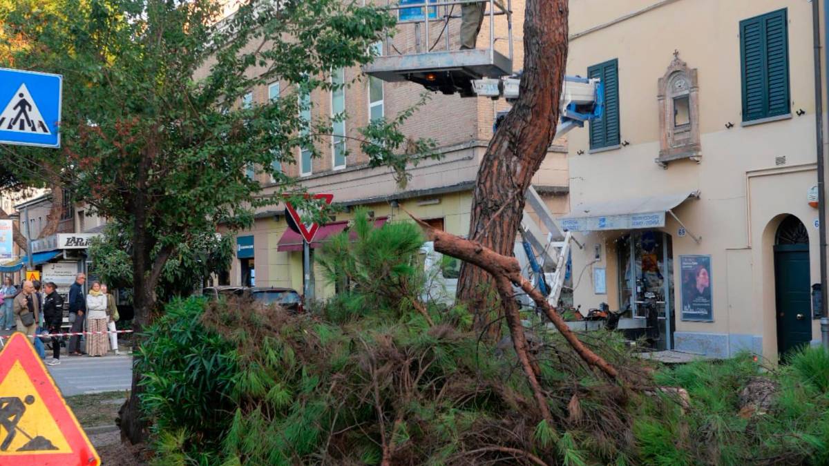 Ravenna, pini in via Maggiore: motoseghe in azione nonostante le proteste degli ambientalisti - Gallery