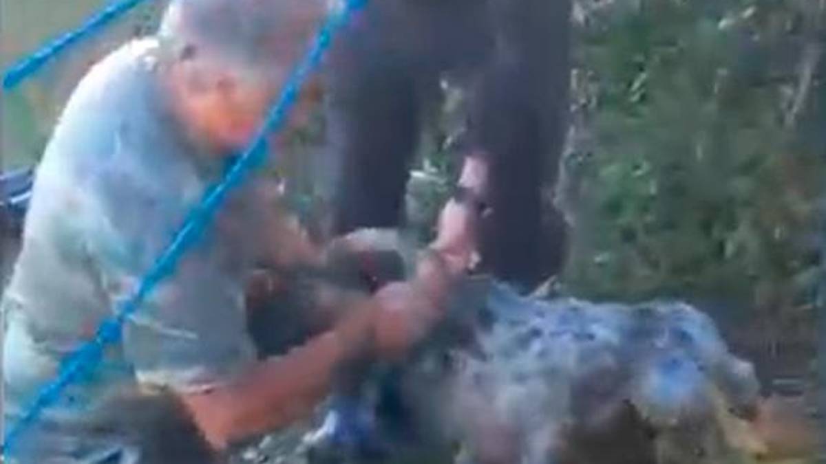Novafeltria, cane da caccia cade in un pozzo: salvato dai vigili del fuoco VIDEO