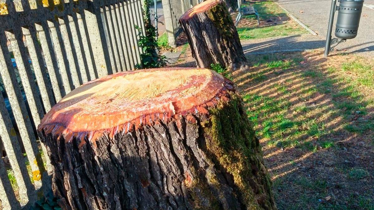 Gli alberi tagliati