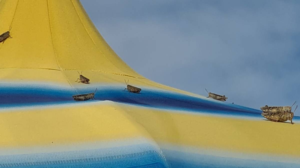 Spiagge di tutta la Romagna invase dalle cavallette