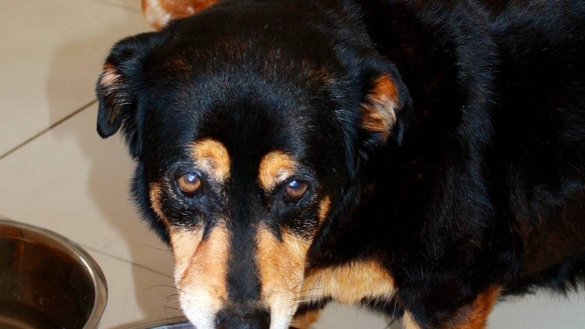 Forlì, maxi sequestro di cibo e farmaci per animali da compagnia scaduti