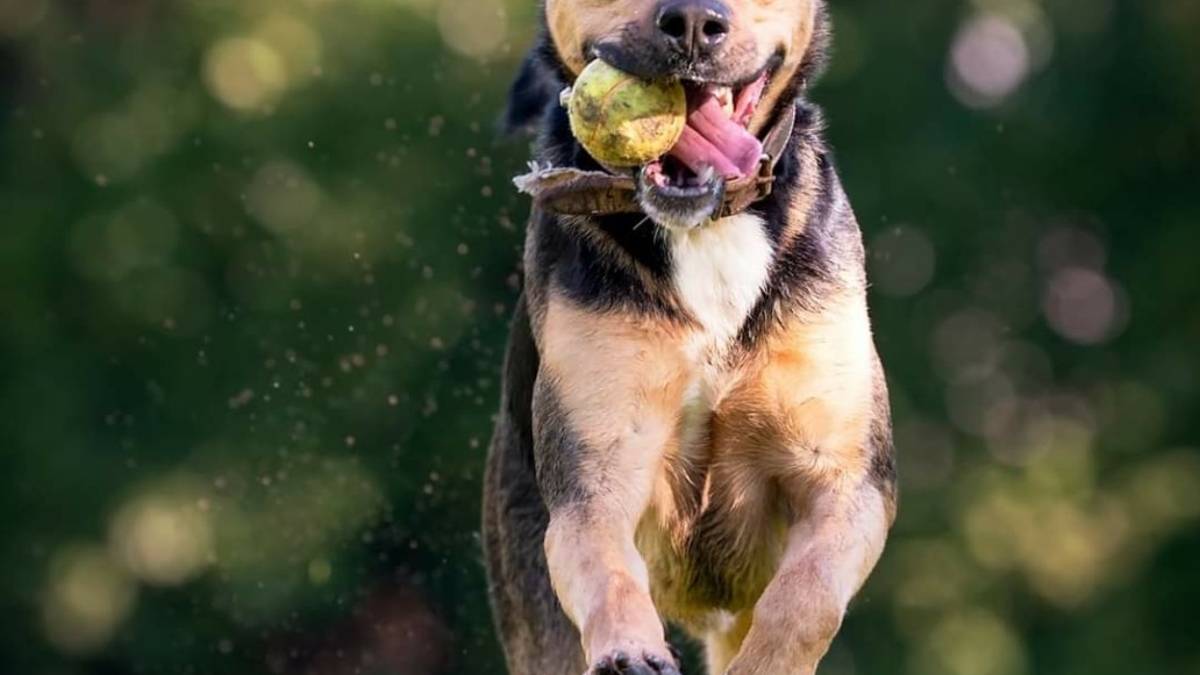 Quattro cuccioli in attesa di essere adottati:&nbsp;open day&nbsp;al&nbsp;canile&nbsp;di Rimini