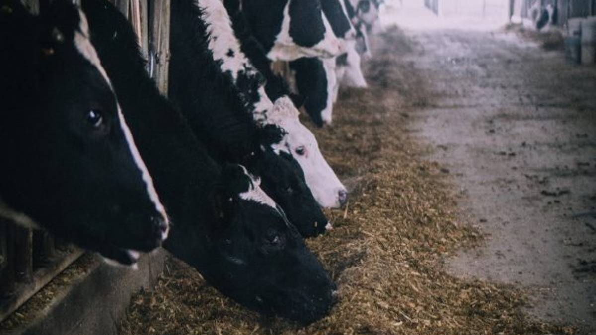 Affronte: fare qualcosa subito? Mangiare meno carne