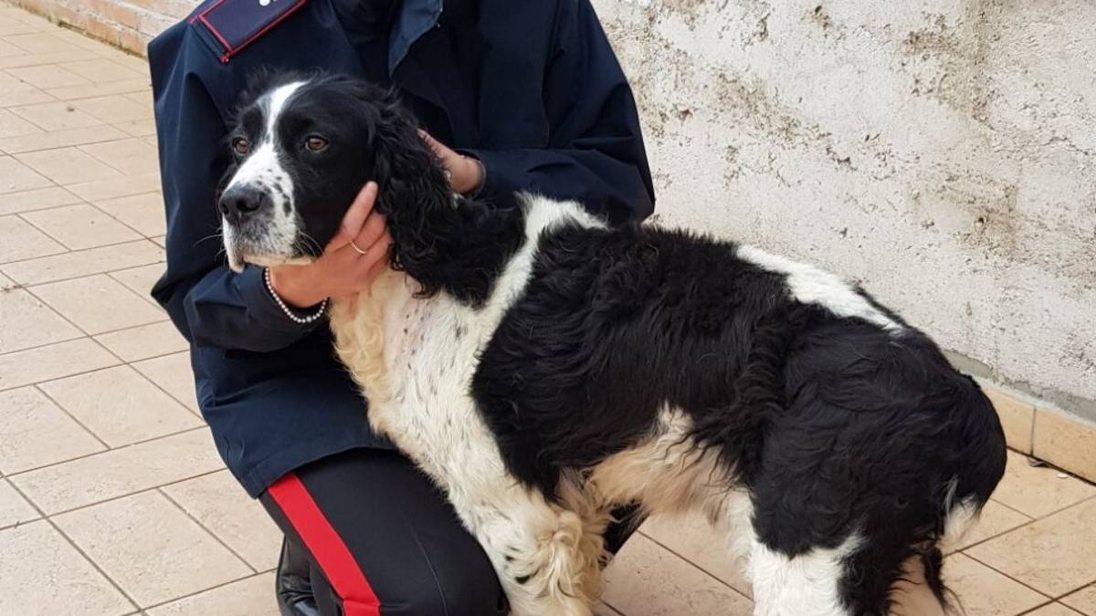 Pennabilli. Ruba un cane di razza da un cortile, 52enne denunciata