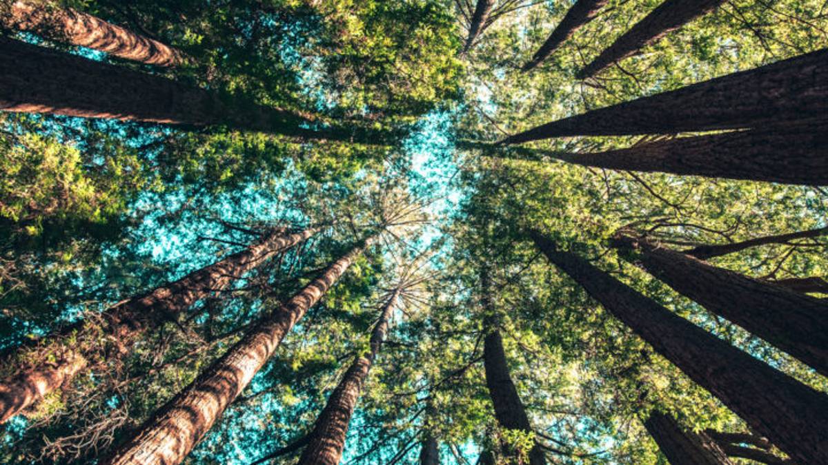 Affronte: come stanno le foreste italiane