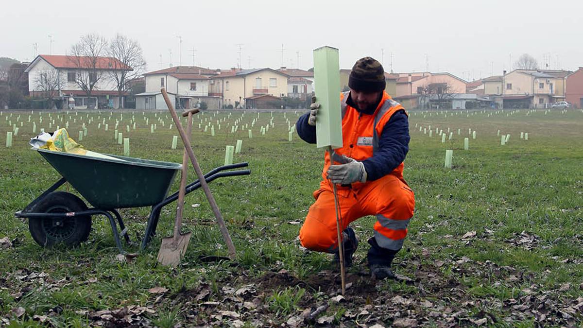 Bagnacavallo: 398 nuovi alberi nell'area di via Redino
