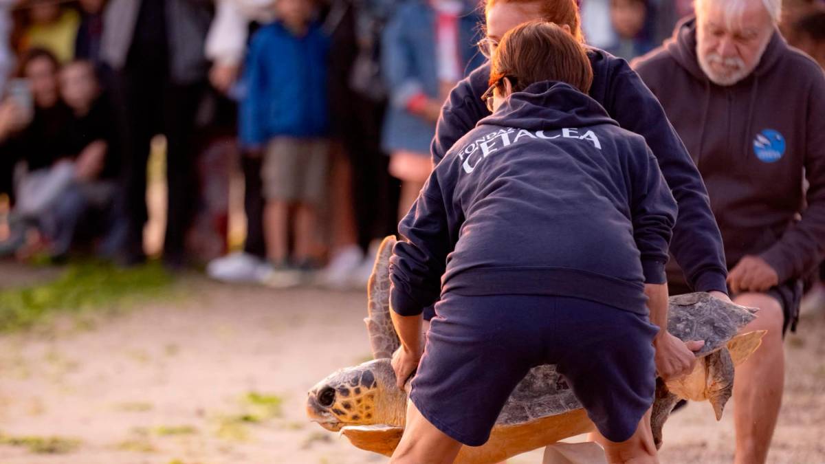 La nuova vita di Ulisse: liberata a Baia Flaminia la tartaruga marina catturata a Cesenatico e curata a Riccione
