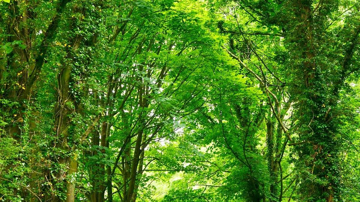 Ravenna, vuoi diventare un giovane influencer green? Ecco il bando per partecipare