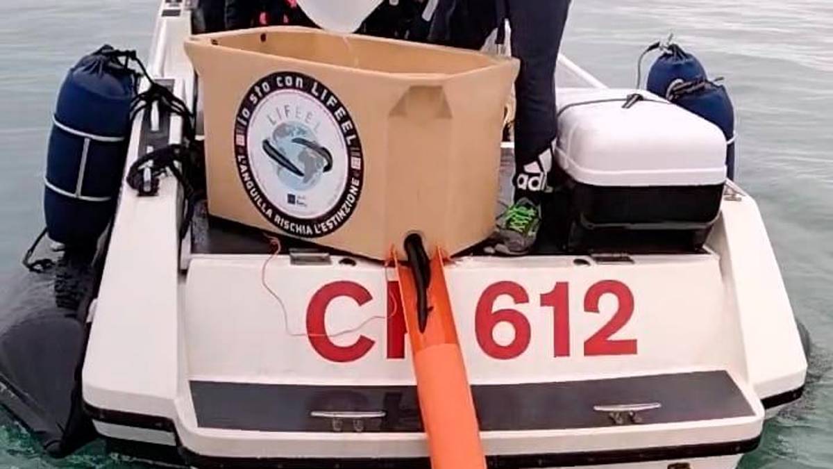 Salvate dalla tavola e liberate a Cesenatico 400 anguille femmina VIDEO