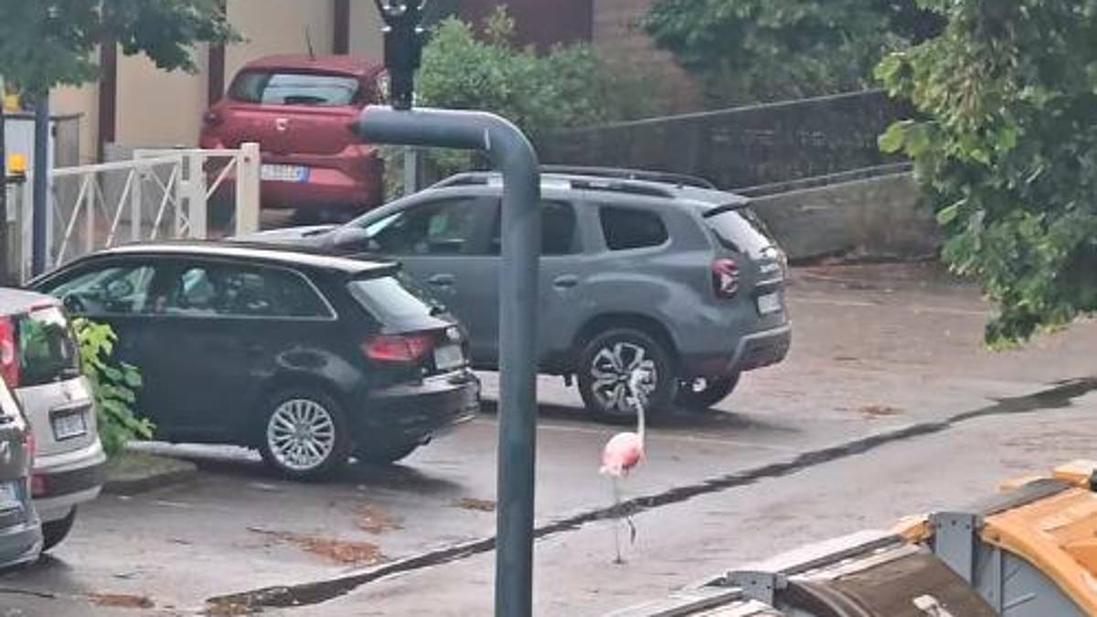 Il maltempo in Romagna disorienta i fenicotteri: diversi esemplari spaesati per le strade di Marina Romea e Marina di Ravenna