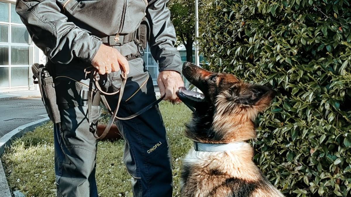 Rimini, la Finanza si rinforza con Jaina, pastore belga dal fiuto antidroga